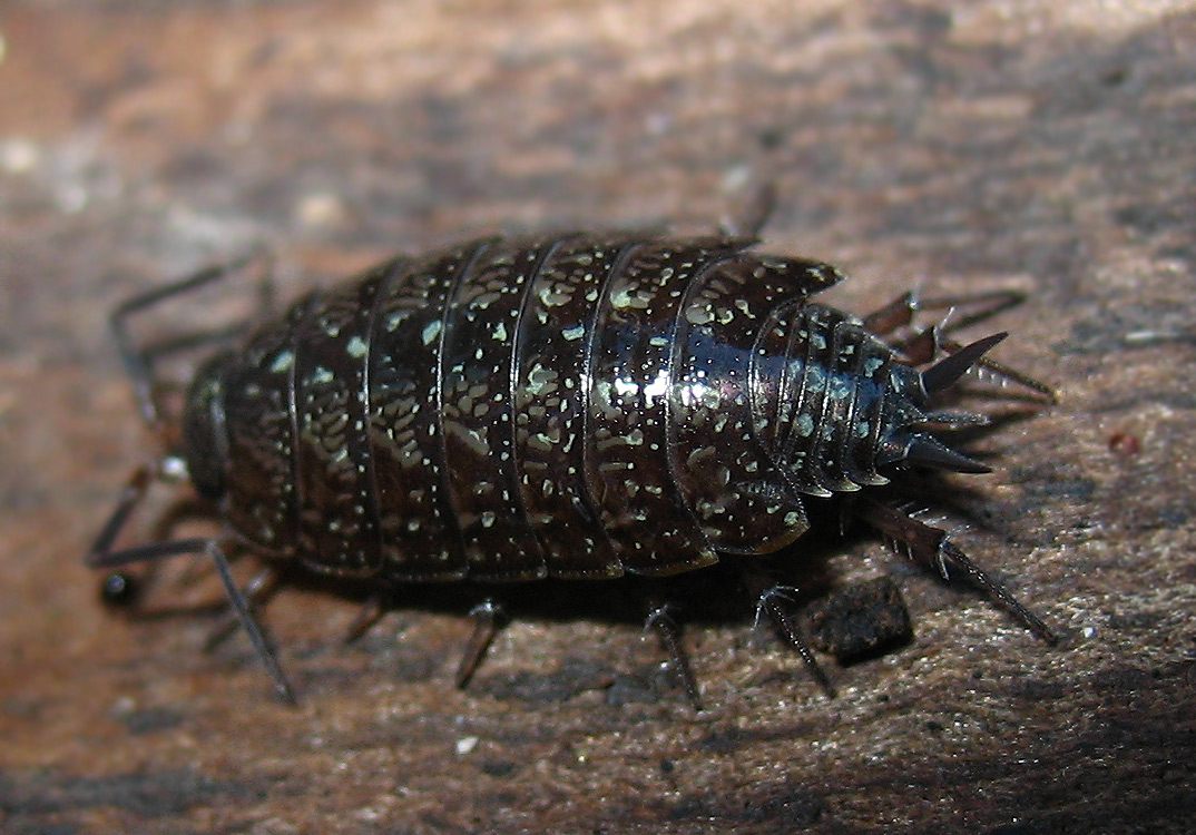 Philoscia sp.