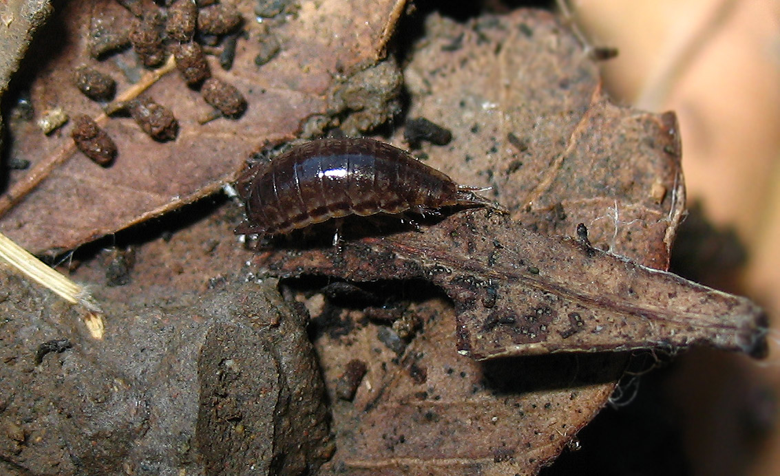 Philoscia sp.