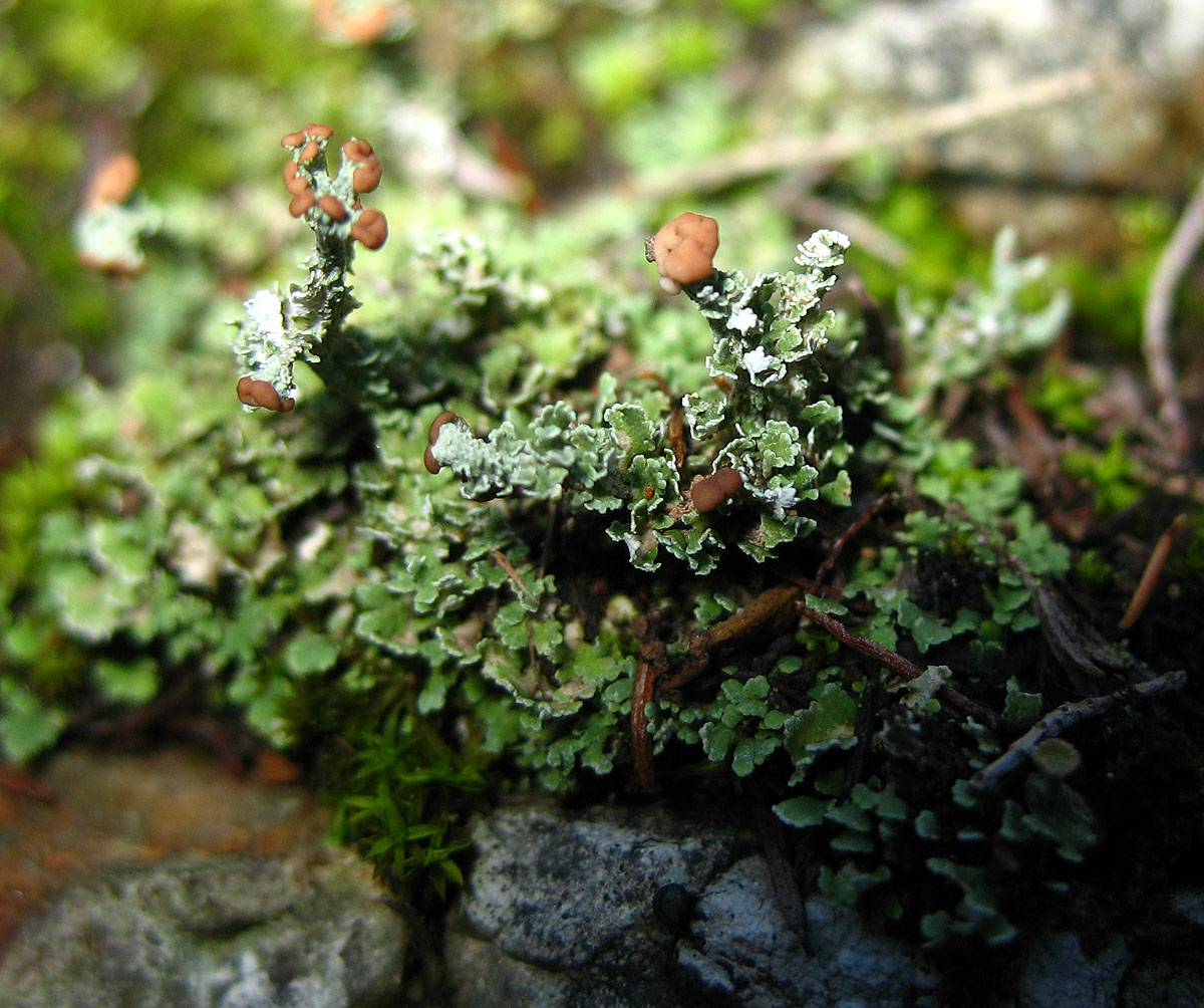 Cladonia squamosa