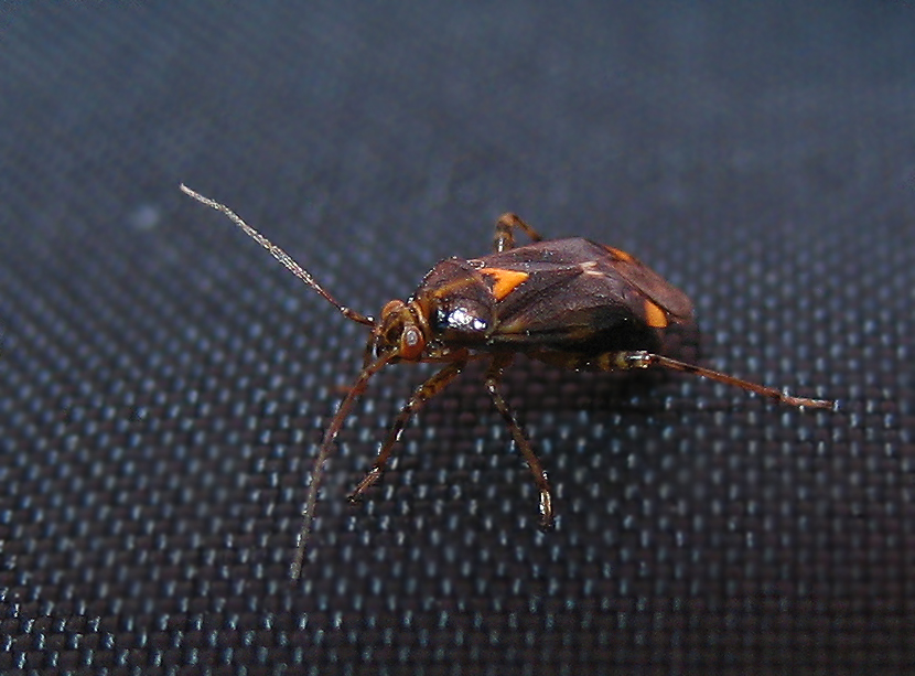 Liocoris tripustulatus?