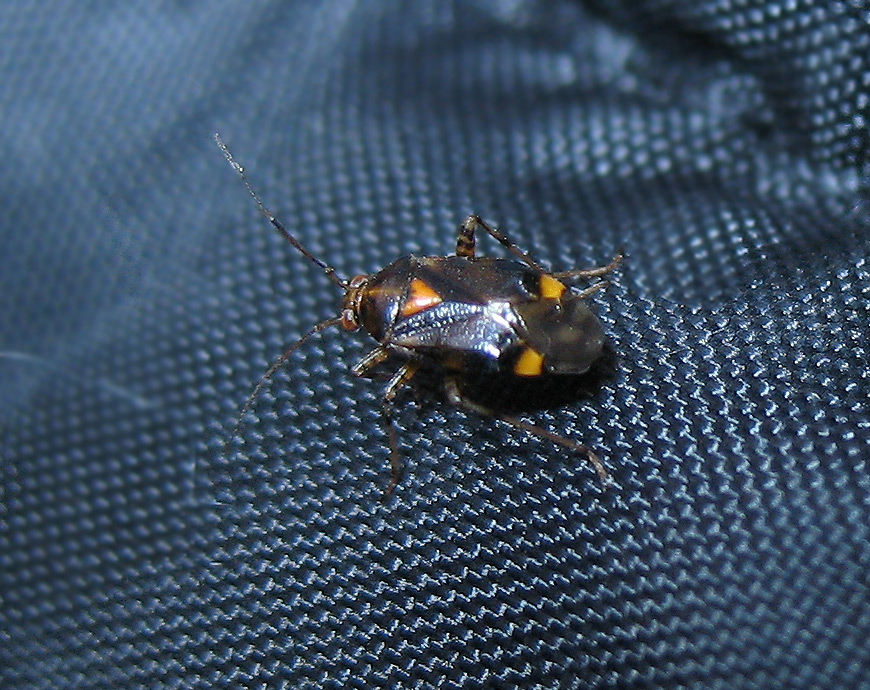 Liocoris tripustulatus?