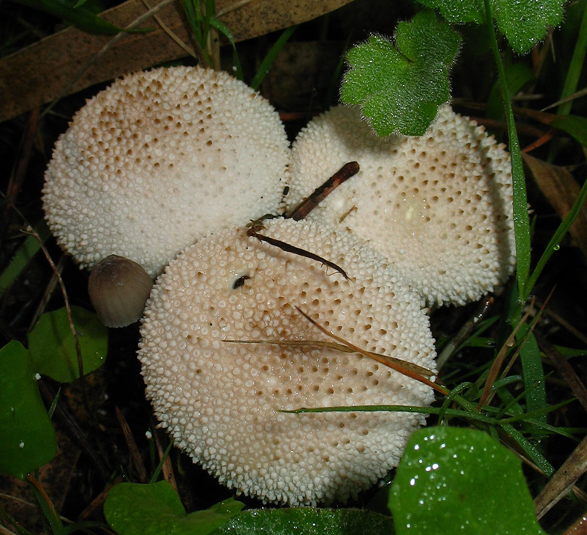 Lycoperdon perlatum?