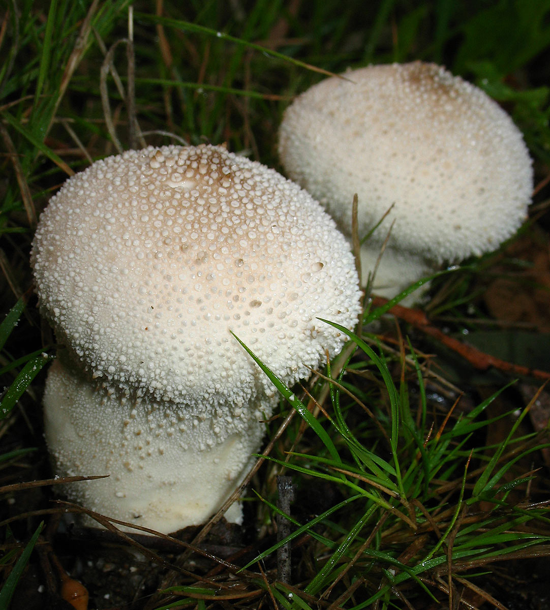 Lycoperdon perlatum?