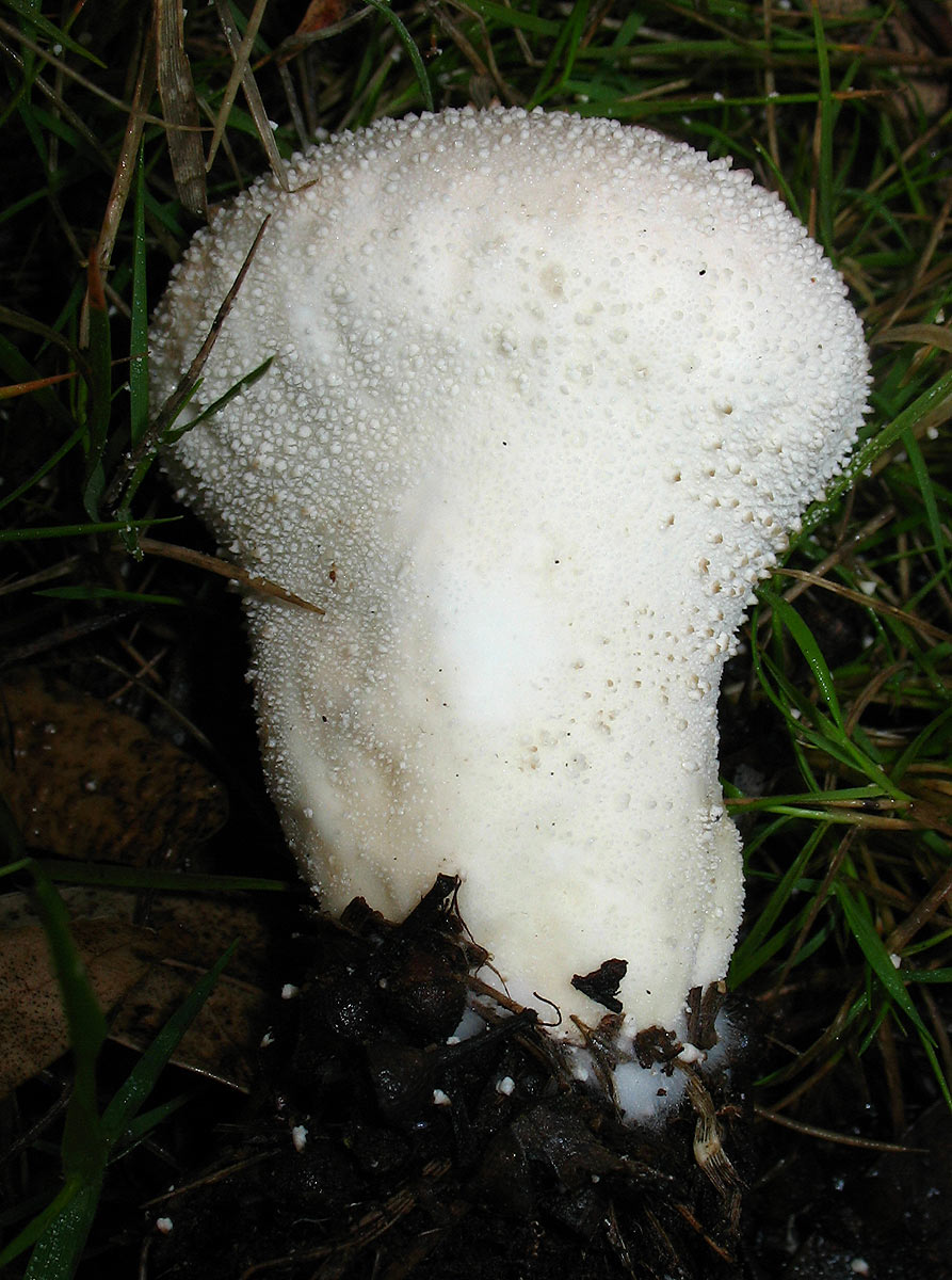 Lycoperdon perlatum?