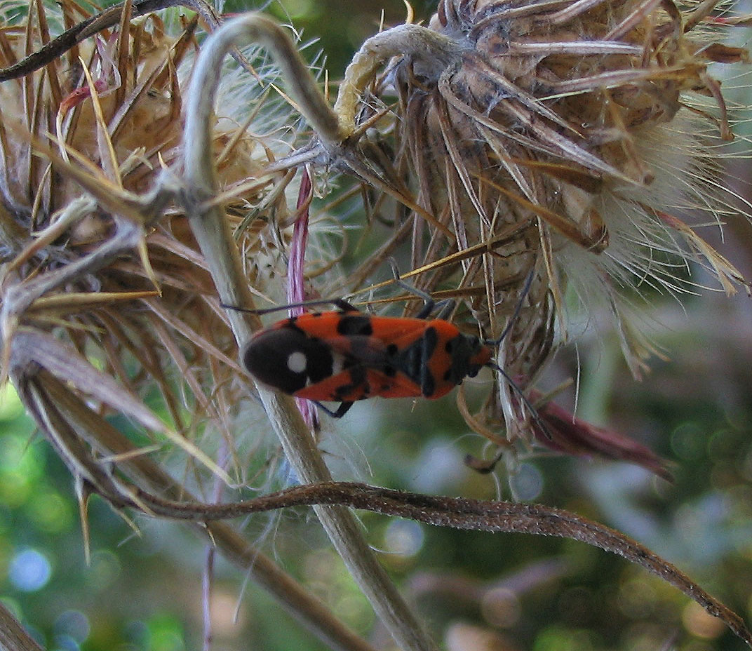 Lygaeidae: Lygaeus equestris? S