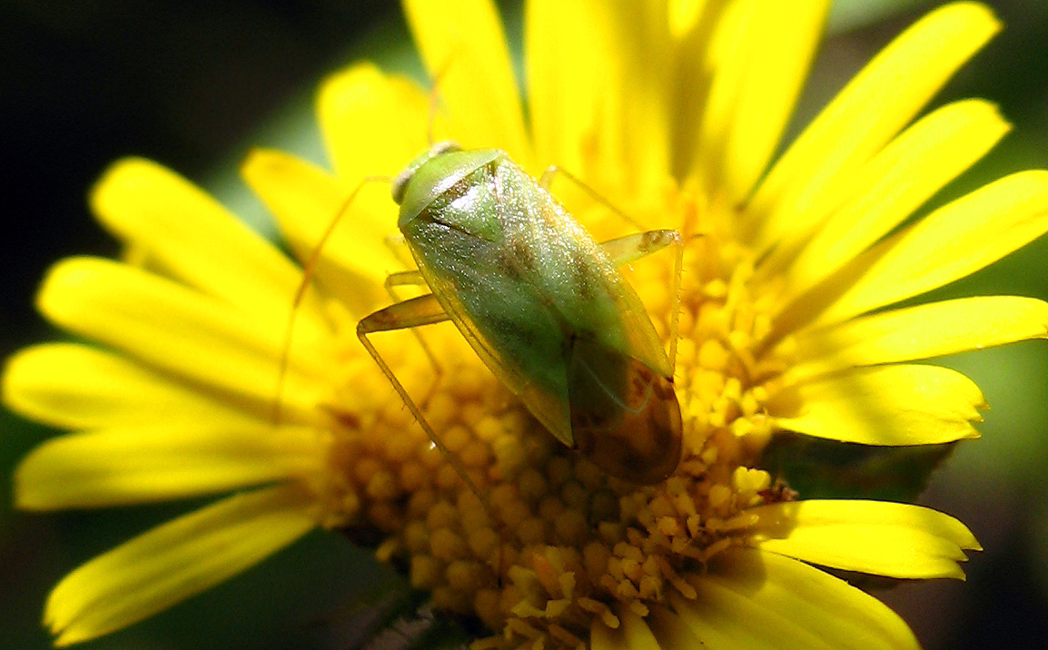 Lygocoris lucorum??? No, E'' Apolygus spinolae