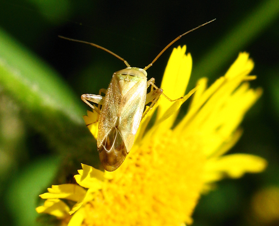 Lygocoris lucorum??? No, E'' Apolygus spinolae