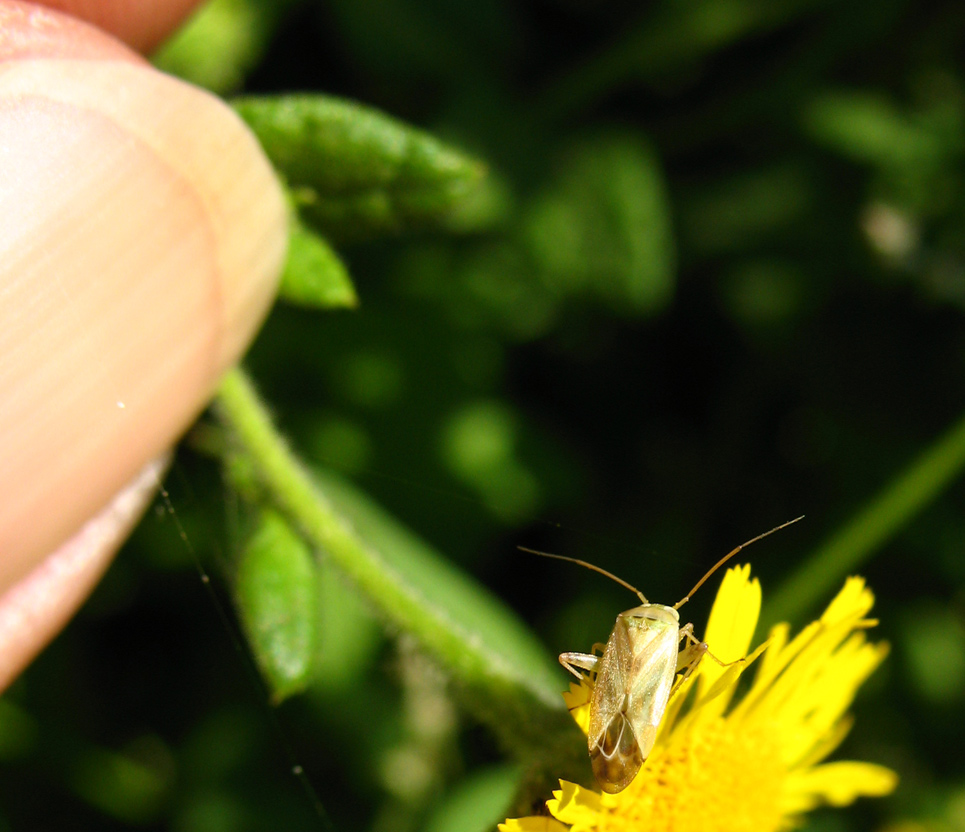 Lygocoris lucorum??? No, E'' Apolygus spinolae