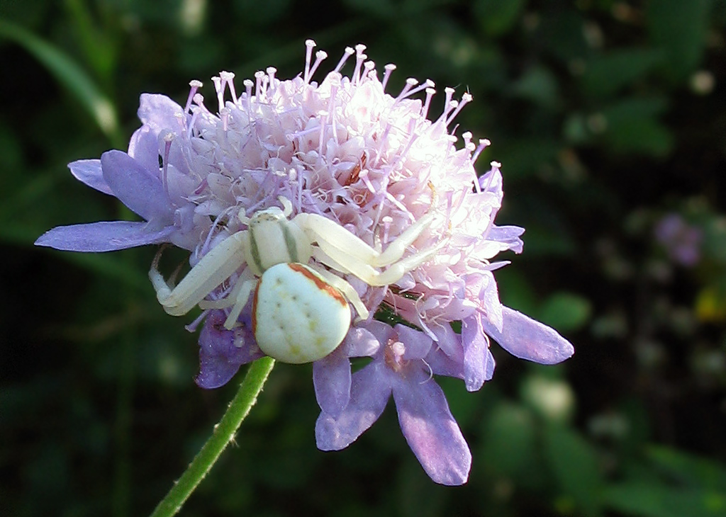 Misumena vatia