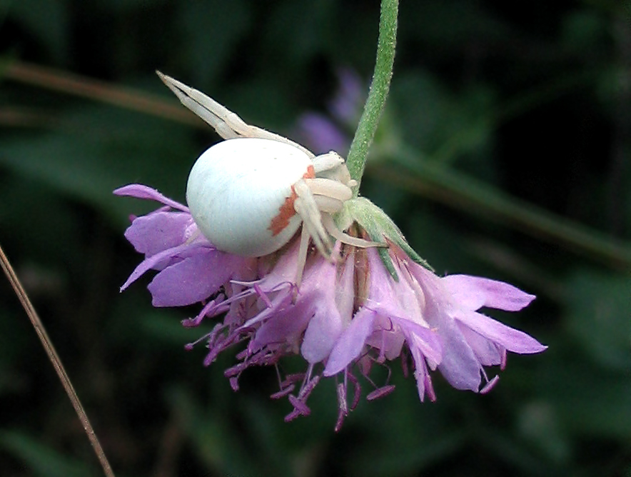 Misumena vatia