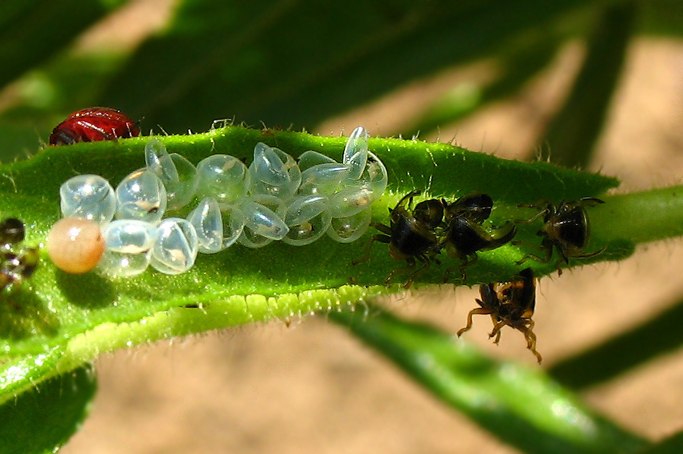 Piccoli Solenosthedium bilunatum crescono....