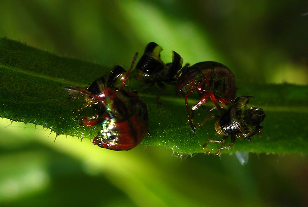 Piccoli Solenosthedium bilunatum crescono....