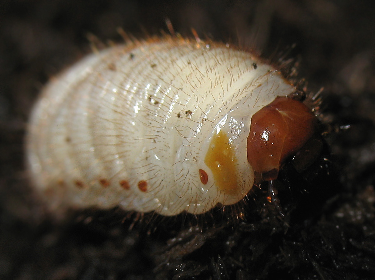 Larva di Oryctes nasicornis?