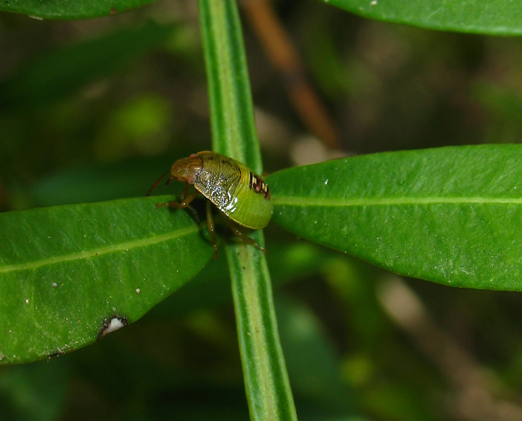 Una ninfa di Pentatomidae (Acrosternum?)