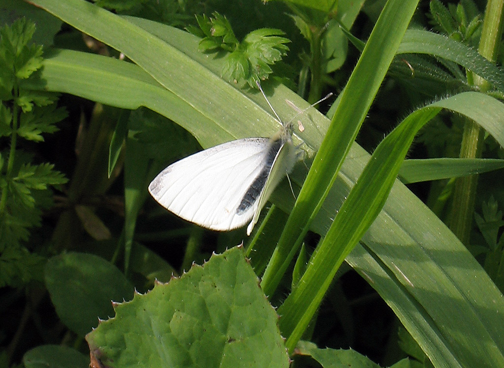 Pieris s, ma quale?