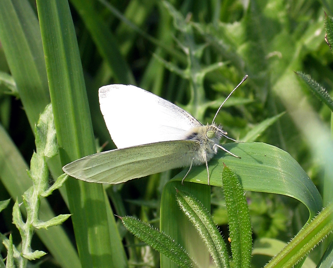 Pieris s, ma quale?