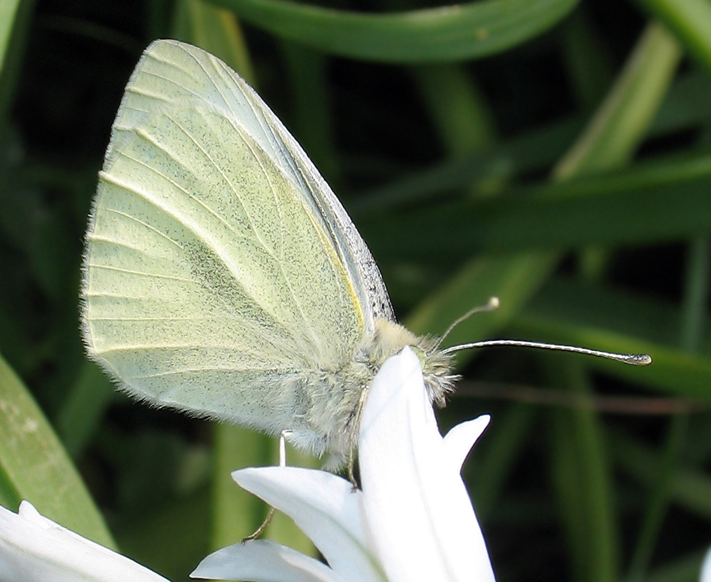 Pieris s, ma quale?