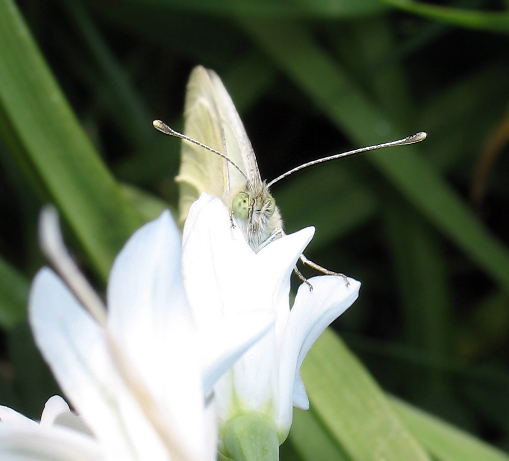 Pieris s, ma quale?