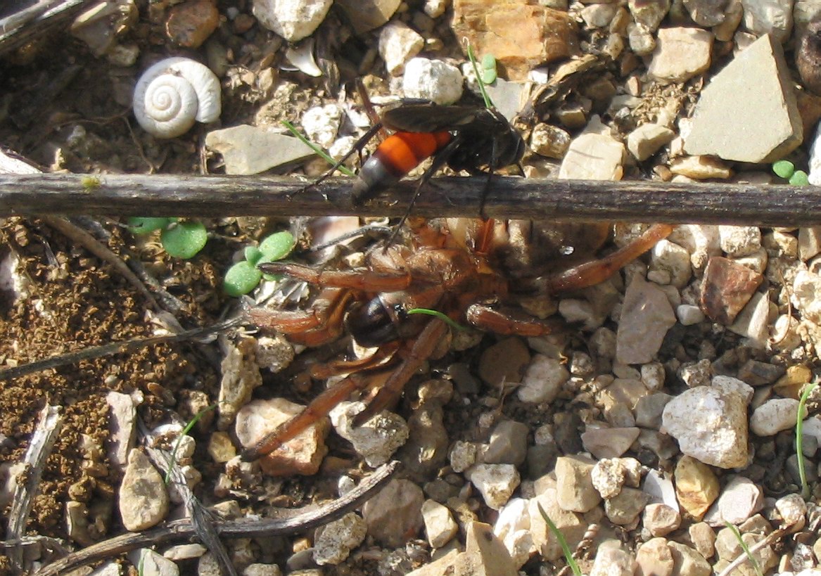 Pompilidae sp.? la storia di Davide e Golia