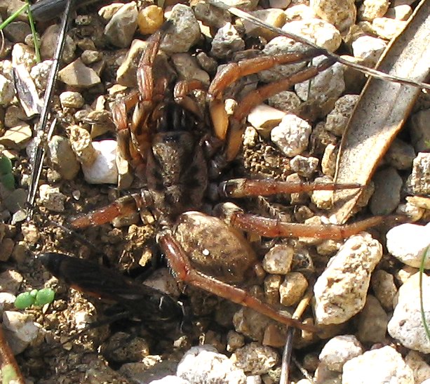 Pompilidae sp.? la storia di Davide e Golia