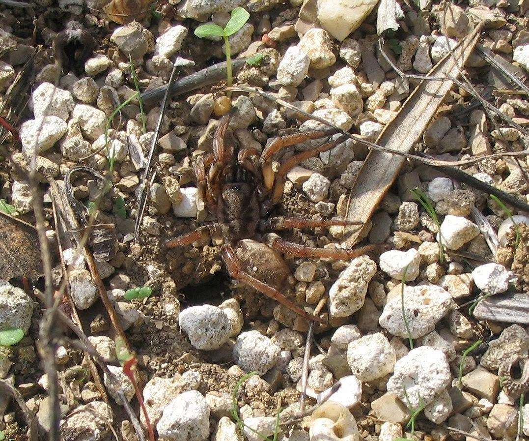 Pompilidae sp.? la storia di Davide e Golia