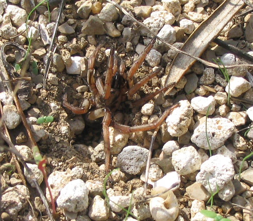 Pompilidae sp.? la storia di Davide e Golia