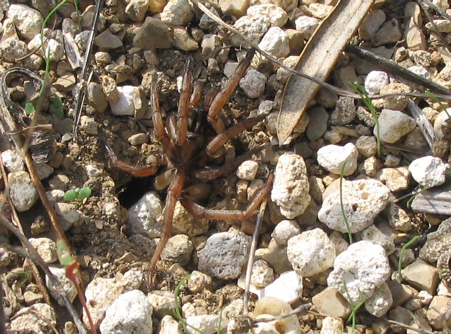 Pompilidae sp.? la storia di Davide e Golia