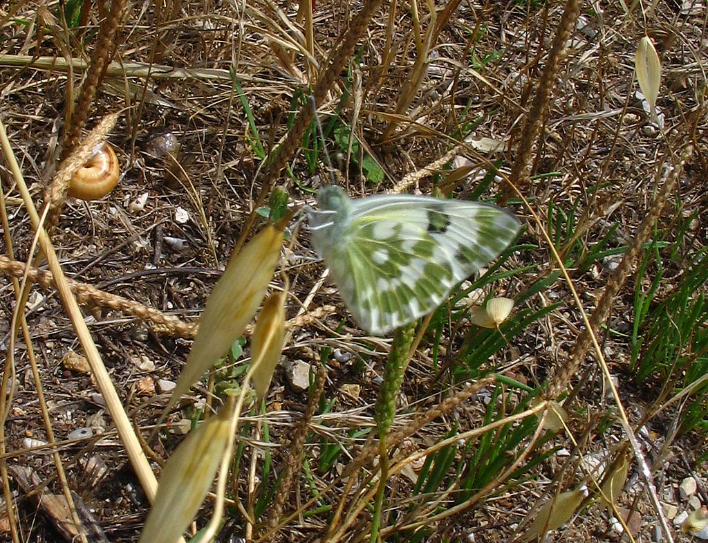 Pontia daplidice?