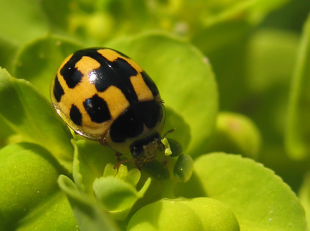 Propylea quatuordecimpunctata vispa sull''Euforbia