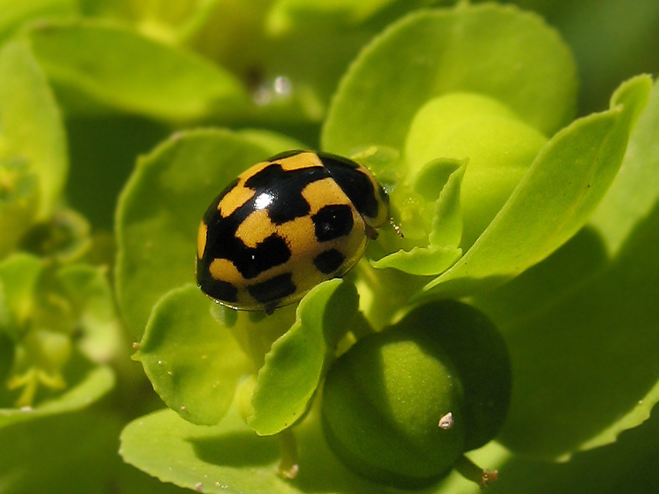 Propylea quatuordecimpunctata vispa sull''Euforbia