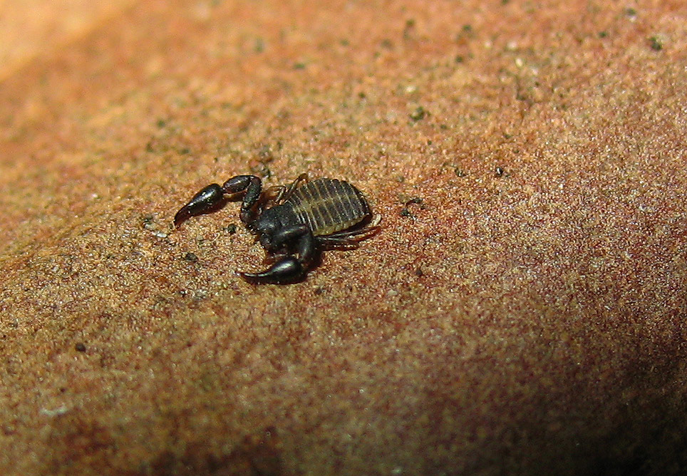 Pseudoscorpione, Cheliferidae