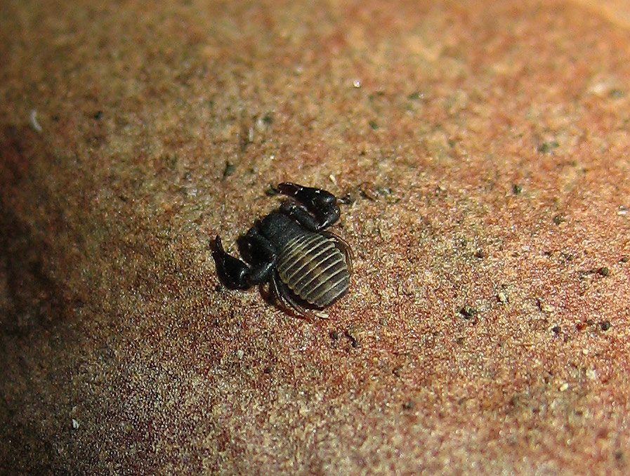 Pseudoscorpione, Cheliferidae