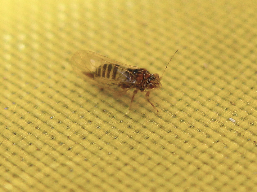 Psyllidae