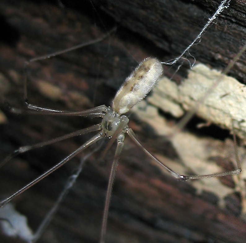 Pholcus phalangioides