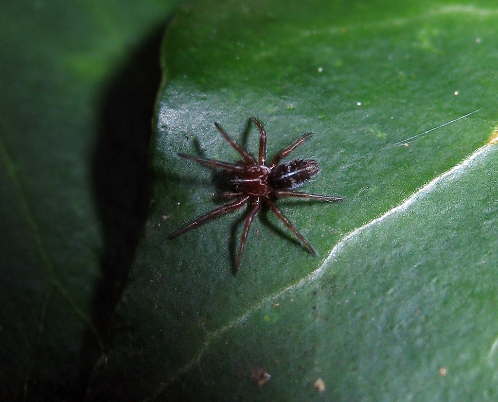 Terzo ragno di oggi (Giovane Gnaphosidae?)