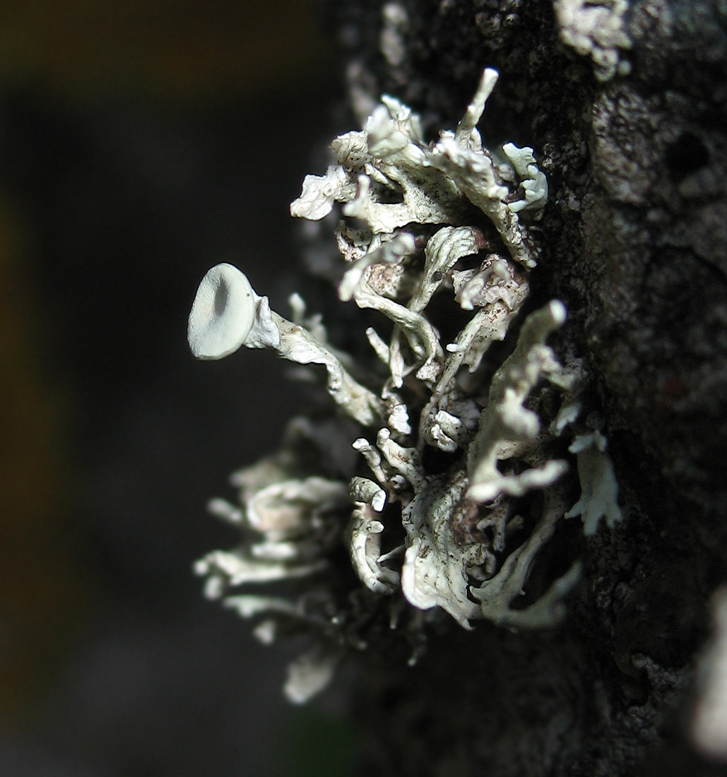 Ramalina cf. fastigiata