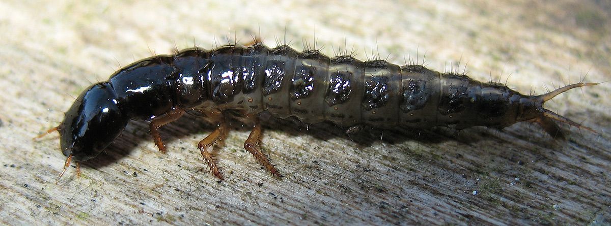 Larva di Stafilinide