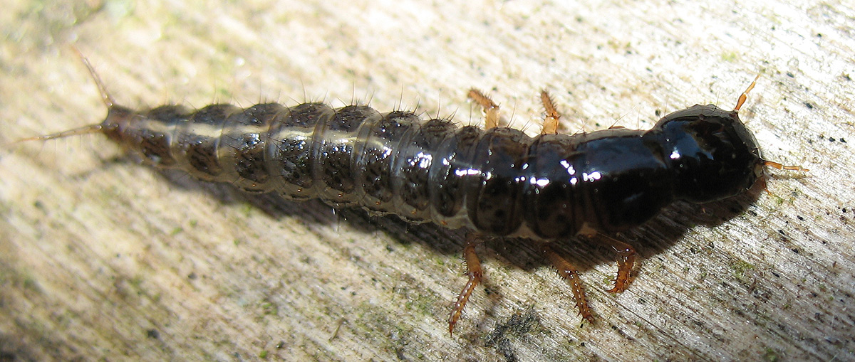 Larva di Stafilinide