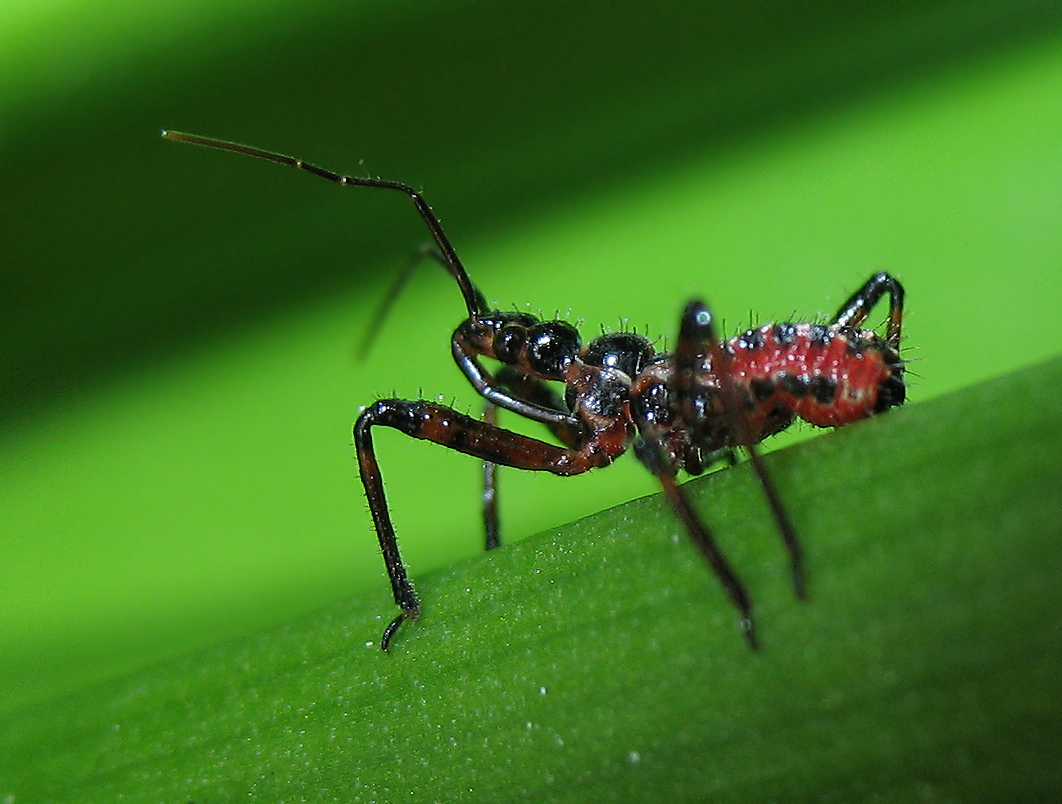 Rhynocoris ninpha