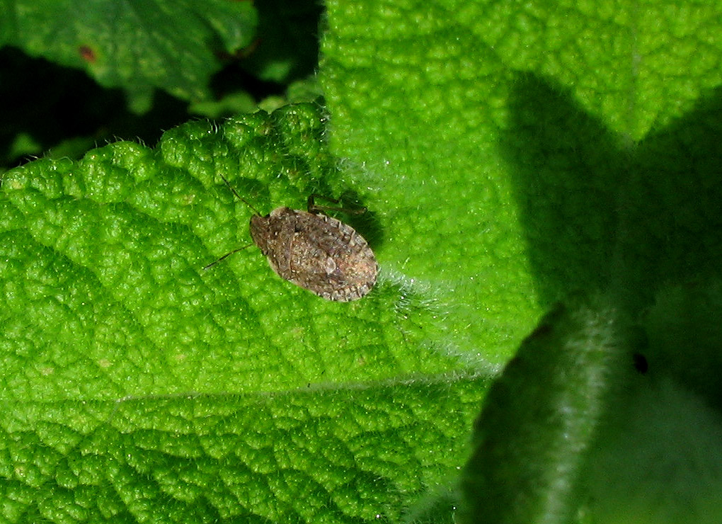 Sciocoris (Neosciocoris) sideritidis