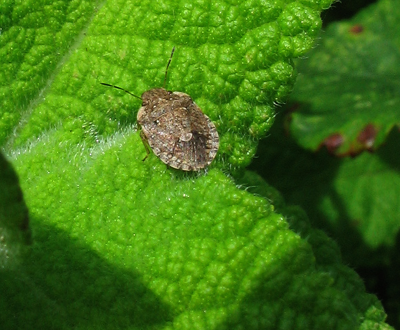 Sciocoris (Neosciocoris) sideritidis