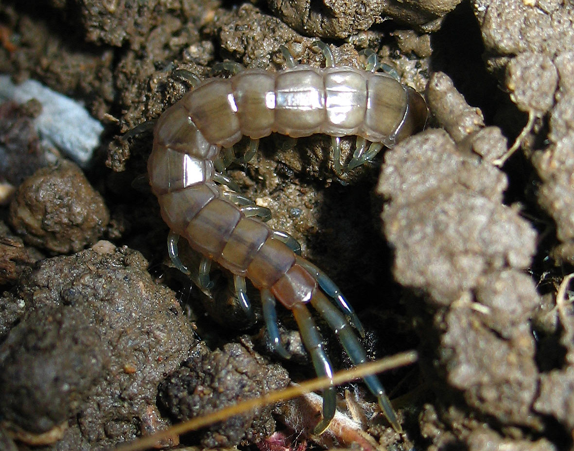 Scolopendra sp.