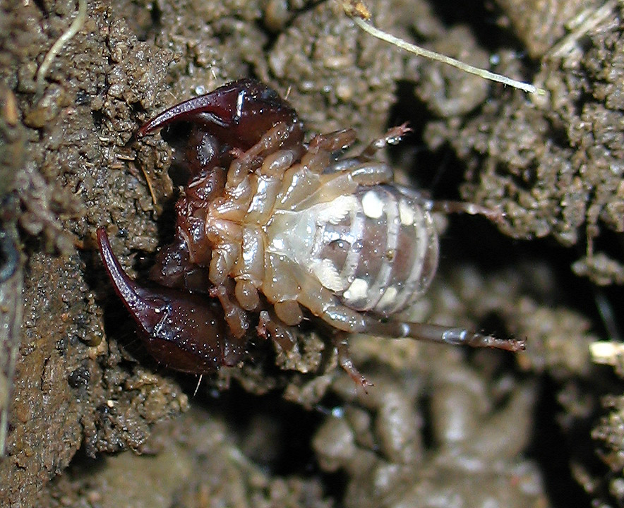 Giovane Euscorpius sp.