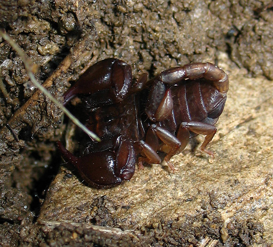 Giovane Euscorpius sp.