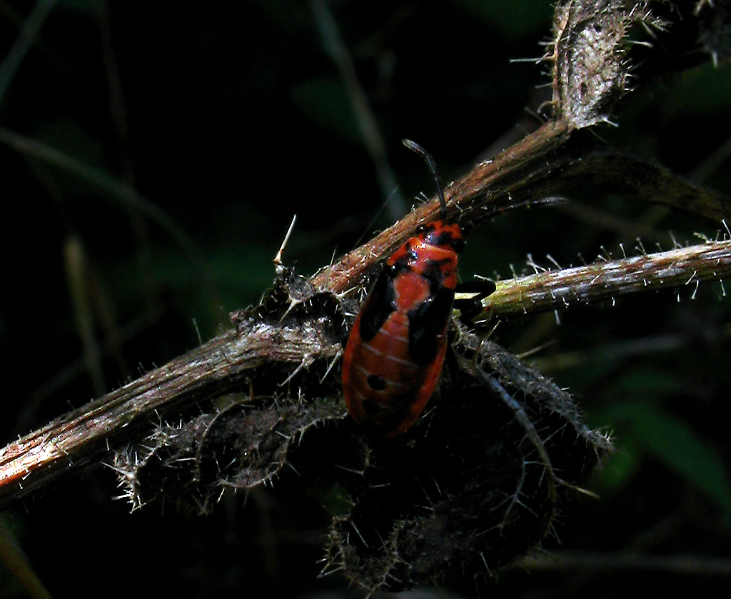 Spilosthetus pandurus ninfa?