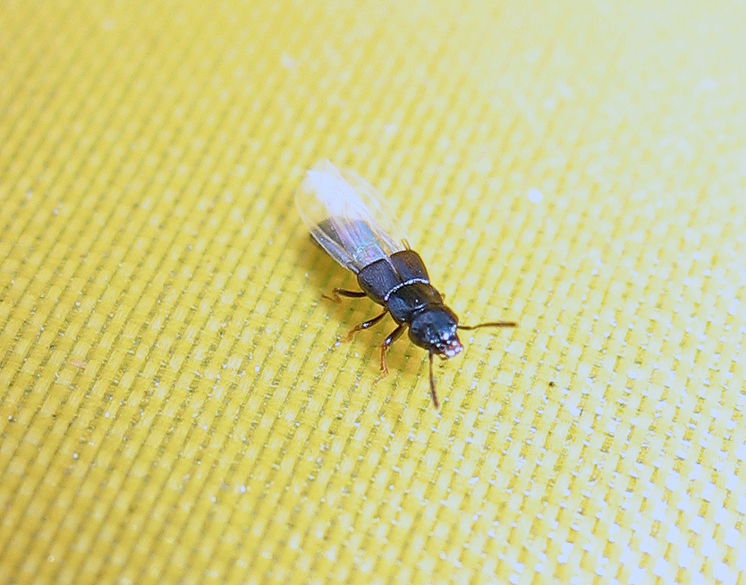 Oxytelus (Staphylinidae) all''Elba