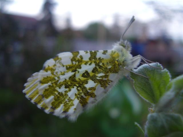 Anthocharis cardamines