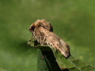 id. lepidotteri 2