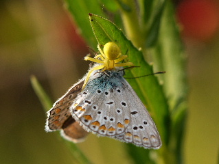 Identificazione lepidotteri 1