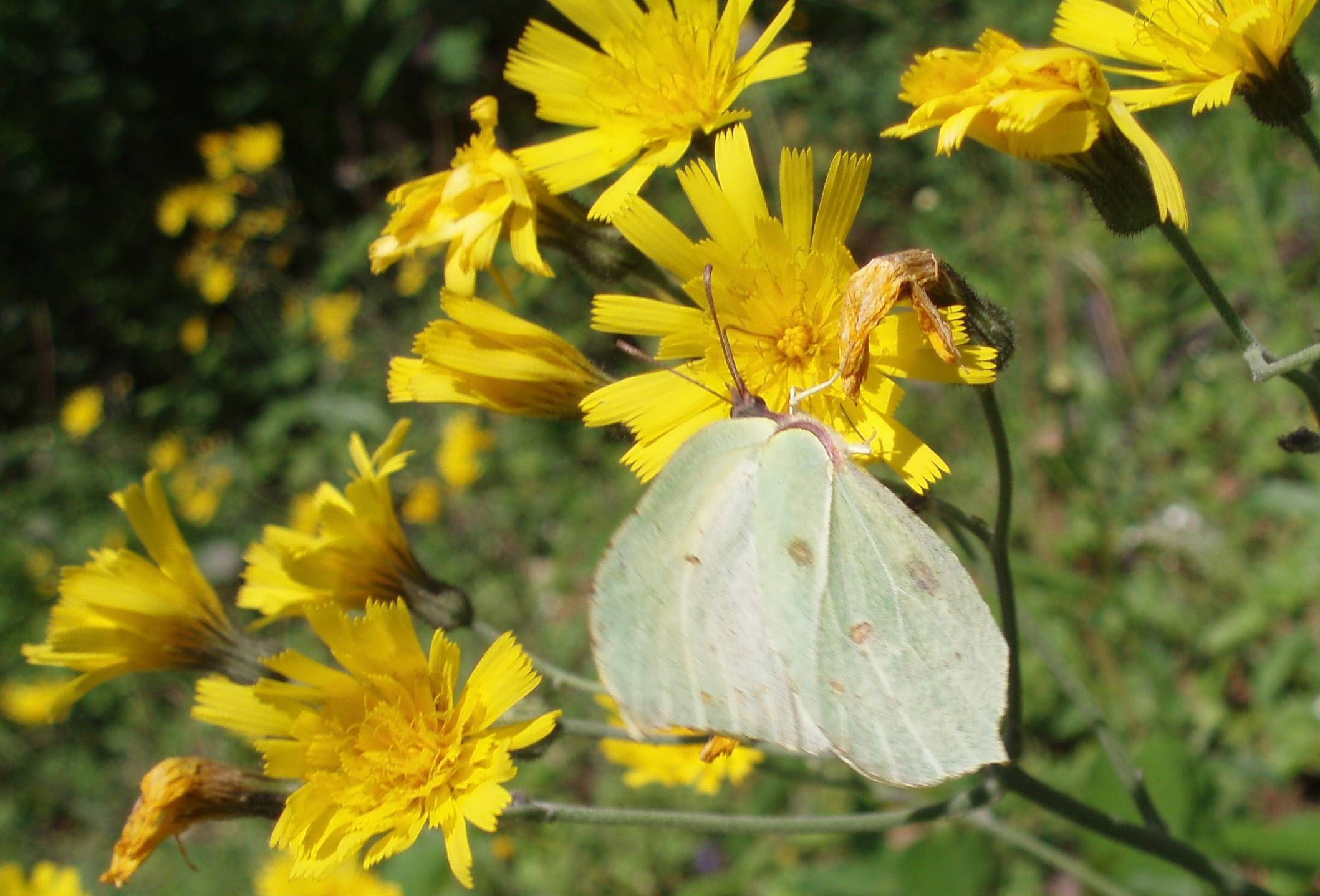 Gonepteryx rhamni o cleopatra?